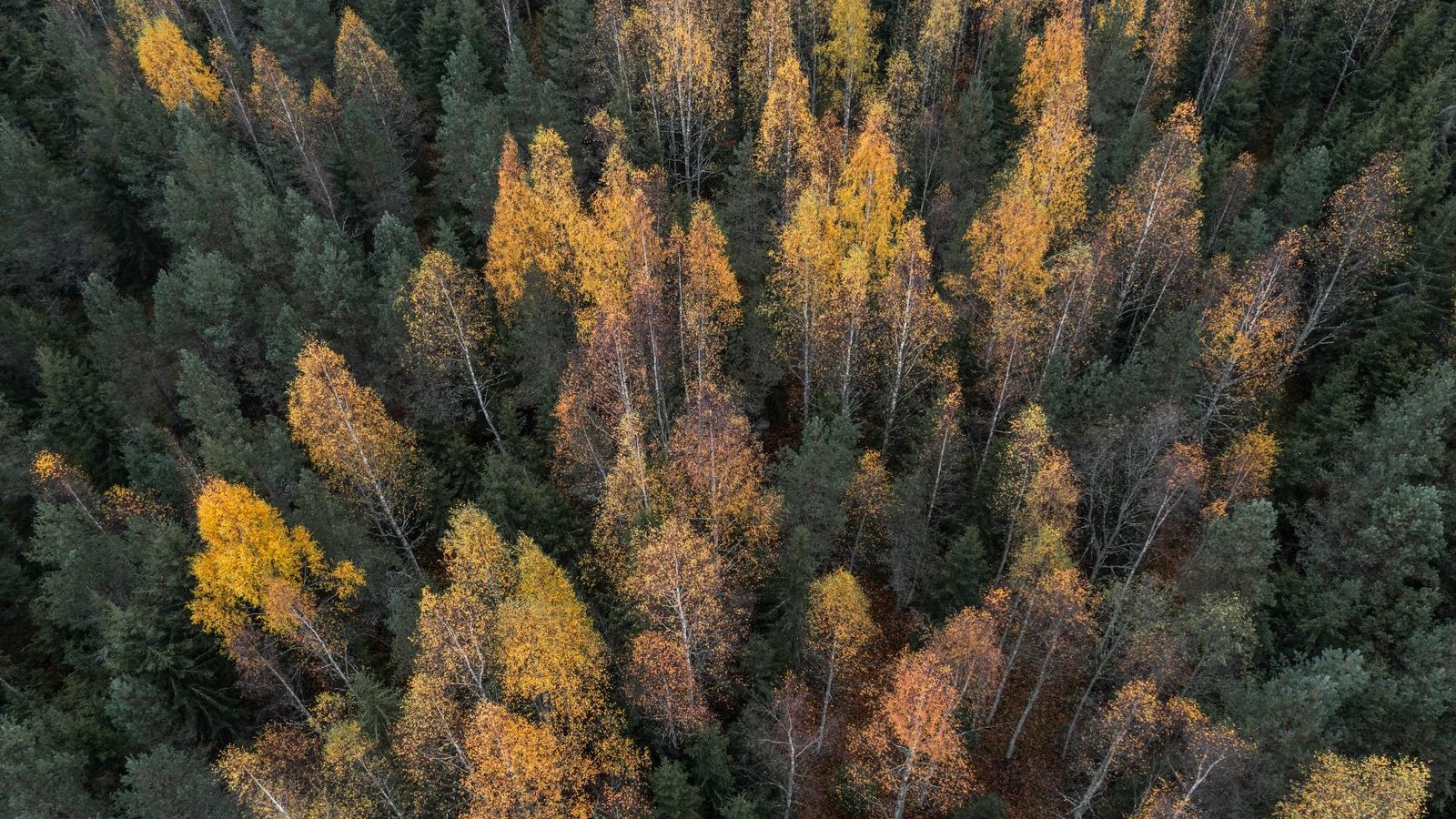 Ruska: the best three weeks of the Finnish year
